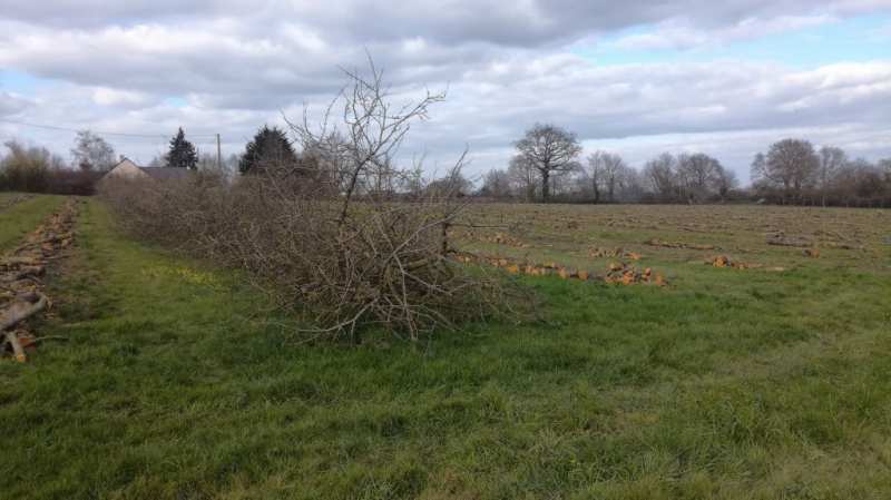 No Apple blossom this year?