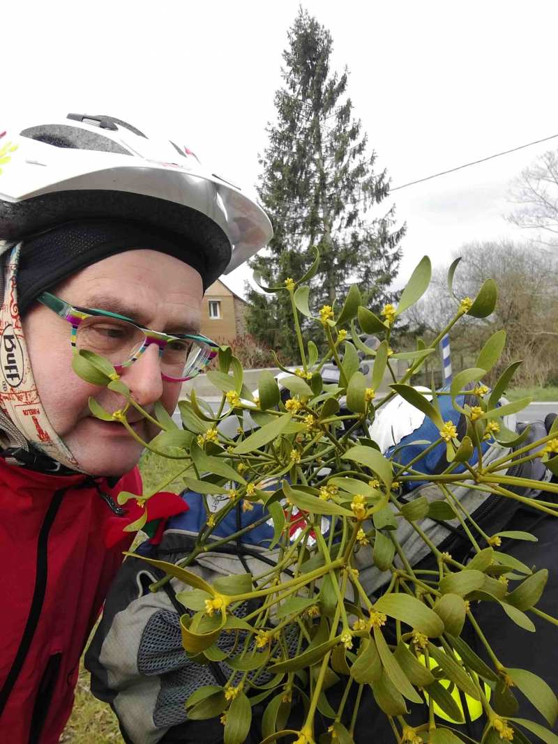 Why are they called Plantagenets?