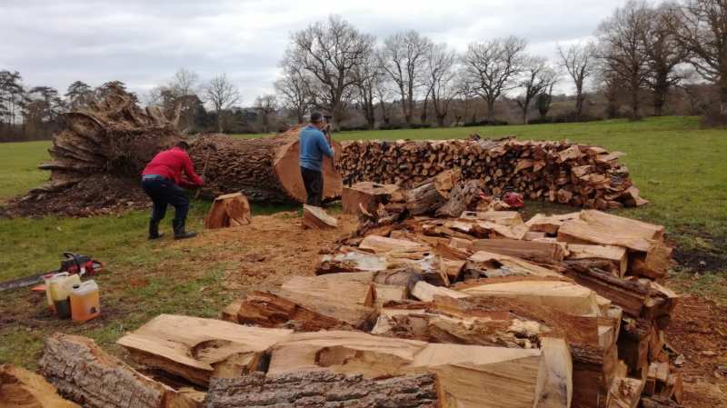 The woodcutters and the beetles