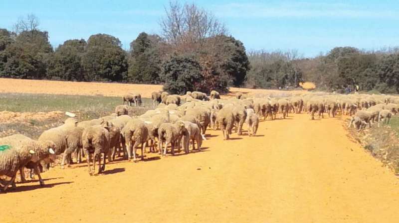 Animals on the camino