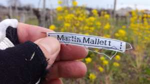 Martin Mallett in a vineyard